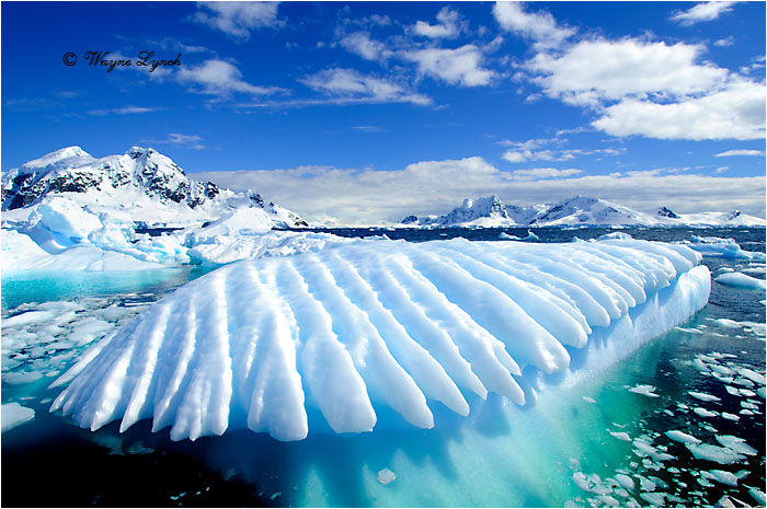 Paradise Bay Antarctic Peninsula 109 by Dr. Wayne Lynch &copy;